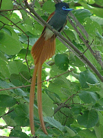 Paradise Flycatcher Male Paradise Flycatcher Male